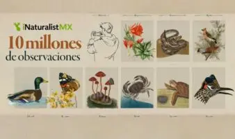 10 millones de miradas a la naturaleza: México hace historia con iNaturalistMX
