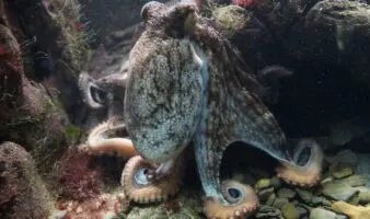 Los pulpos poseen capacidad sensorial en un brazo reproductor para detectar hembras