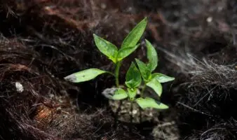 Tu cabello podría salvar al ajolote en Xochimilco