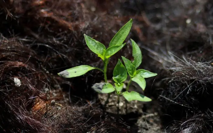 Tu cabello podría salvar al ajolote en Xochimilco