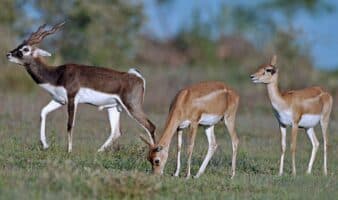 Tirador mata a cría de antílope negro en zoológico de Viena