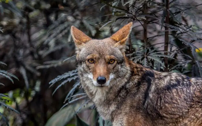 Crónicas de un Naturalista: el día que conocí a un coyote
