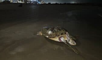 Lo mejor de Aristegui en Vivo: Fuga en ducto de Pemex provocó derrame en el Golfo; EE. UU. alerta por jueces en México (17/04/2026)