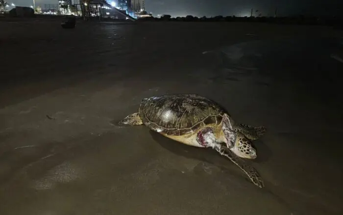 Aristegui en Vivo: Fuga en ducto de Pemex provocó derrame en el Golfo; EE. UU. alerta por jueces en México (17/04/2026)