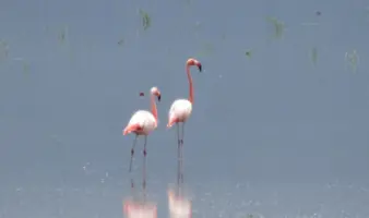 Visitantes rosados en Yuriria, Guanajuato | iNaturalistMx