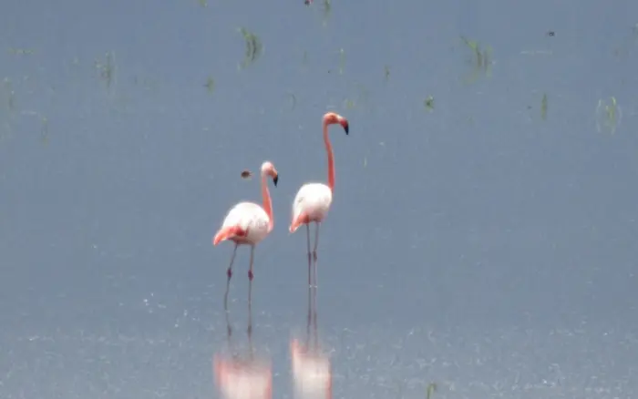 Visitantes rosados en Yuriria, Guanajuato | iNaturalistMx