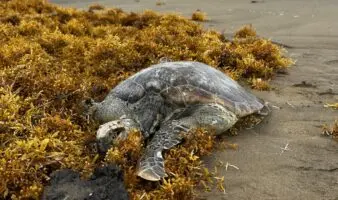 Red Corredor Arrecifal exige monitoreo independiente y reparación integral tras derrame en el Golfo