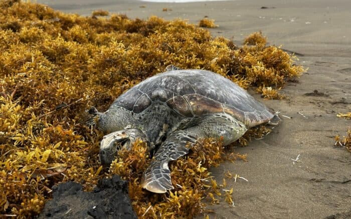 Red Corredor Arrecifal exige monitoreo independiente y reparación integral tras derrame en el Golfo