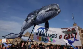 ONG logra frenar buques de Proyecto Saguaro para proteger a ballenas