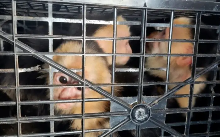 Rescatan a 10 monos capuchinos trasladados ilegalmente en carretera de Tabasco; detienen a conductor