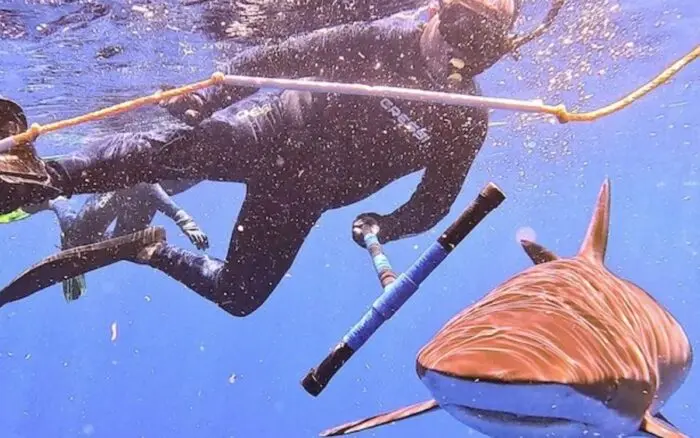 Colgar los anzuelos: los pescadores que impulsan un refugio de tiburones en México | Mongabay