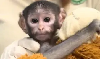 Él es Yuji, el Punch mexicano del Zoológico de Guadalajara