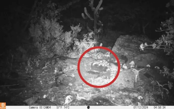 CONANP exhibe fauna de 159 áreas en visor de México