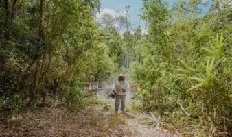 En Calakmul, las abejas luchan por sobrevivir al cambio climático