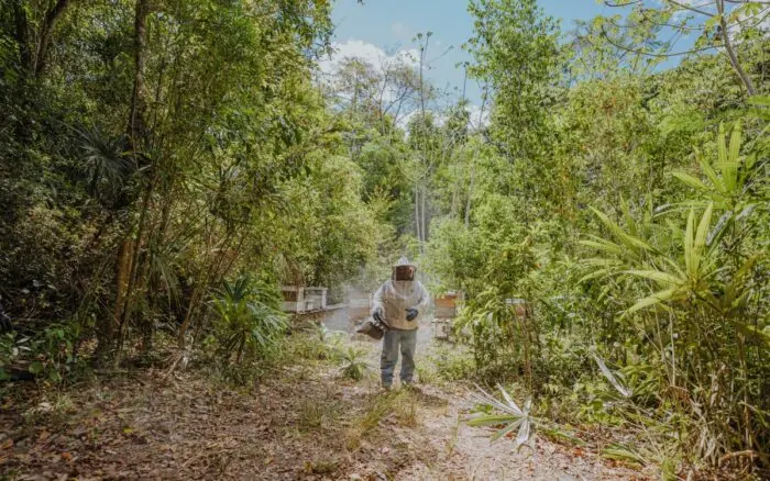 En Calakmul, las abejas luchan por sobrevivir al cambio climático