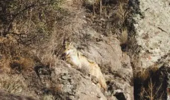 Liberan tres lobos mexicanos en Chihuahua como parte de plan binacional