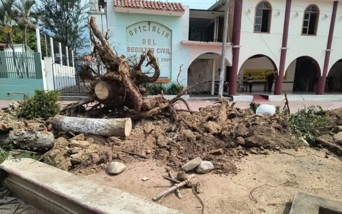 Denuncian otro ecocidio, ahora en Oaxaca; alcalde taló árboles para 'obra deportiva'