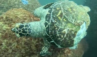 Redes fantasma amenazan tortugas marinas en Acapulco