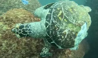 Redes fantasma amenazan tortugas marinas en Acapulco