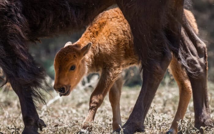 Nacen las primeras crías de bisonte americano en el norte de México tras décadas de ausencia