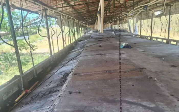 Profepa anuncia retiro total de cerdos de granja sancionada en Yucatán