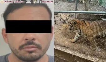 Nuevo León | Cae líder de una facción del Cártel del Noroeste ligado a huachicol; resguardan 7 tigres