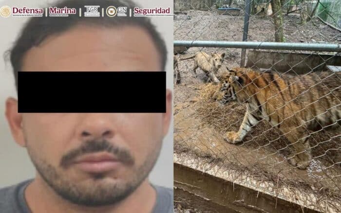 Nuevo León | Cae líder de una facción del Cártel del Noroeste ligado a huachicol; resguardan 7 tigres