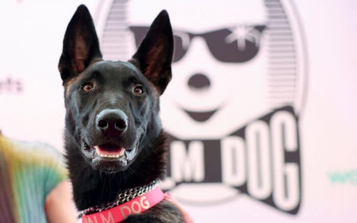 De cachorra abandonada a estrella en Cannes: la historia de Yuri, ganadora de la Palm Dog