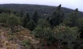Estudio de la UNAM revela daños a zonas ecológicas de ocho alcaldías de la CDMX
