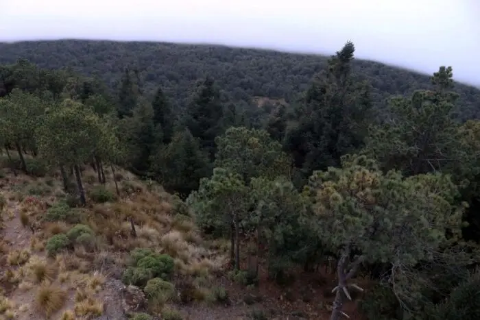Estudio de la UNAM revela daños a zonas ecológicas de ocho alcaldías de la CDMX