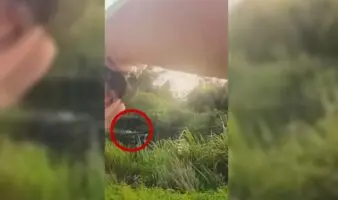 Video | Sujeto que huía de la Policía fue atacado por un caimán en Luisiana