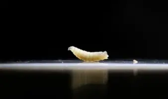 Alerta por gusano barrenador carnívoro en Texas