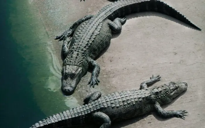 Detienen a hombre por presuntamente tirar a niño a recinto de cocodrilos en zoológico de Inglaterra