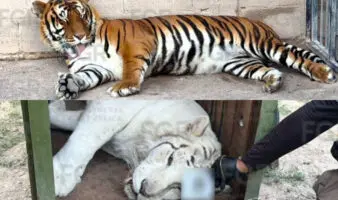 Tras denuncia de hombres armados y animales exóticos, FGR rescata tigres de bengala y ocelote