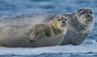Gripe aviar mata a 13 mil crías de foca en una remota isla australiana
