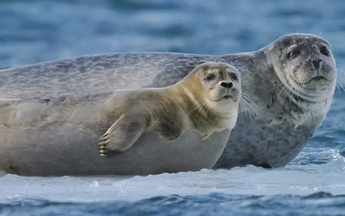 Gripe aviar mata a 13 mil crías de foca en una remota isla australiana