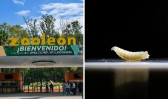 Gusano barrenador llega por primera vez a un zoológico de México