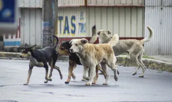 Fundación Manuel Rozada denuncia presunto despojo de patrimonio destinado al rescate de perros y gatos abandonados