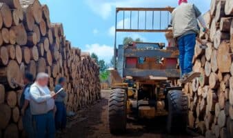 Golpe a la tala ilegal: 28 clausuras en operativo nacional