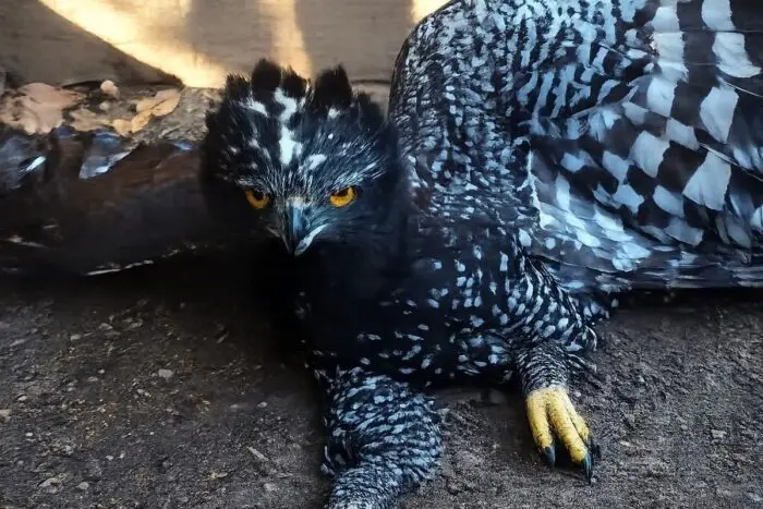 Detectan por primera vez al águila tirana en la Sierra Gorda