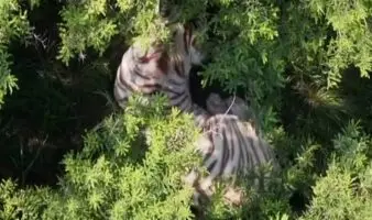 Profepa busca que la UNAM haga la necropsia del tigre 'Kenzo'