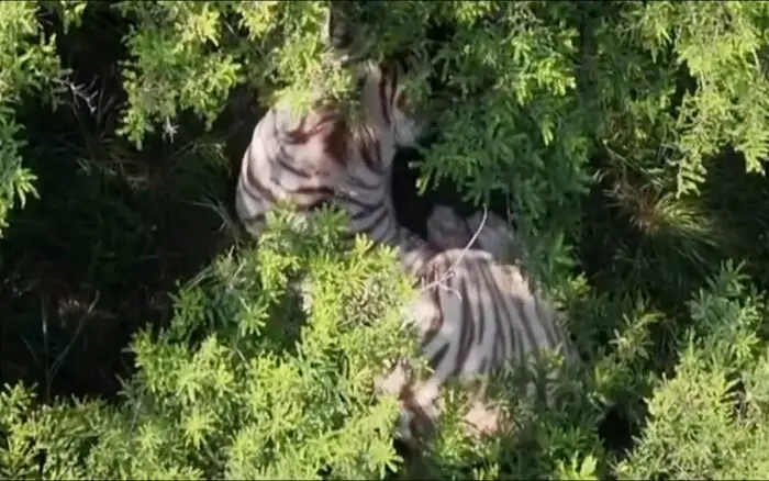 Profepa busca que la UNAM haga la necropsia del tigre 'Kenzo'
