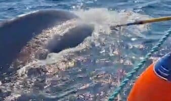 Liberan a ballena jorobada atrapada en una red de nylon en BCS