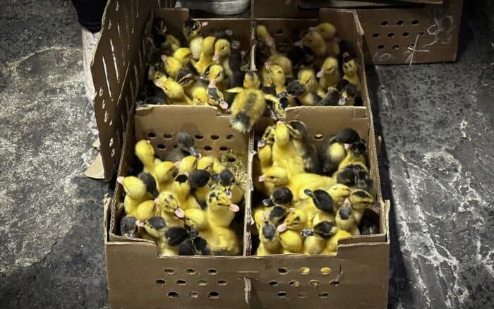 Vacío legal permite la venta masiva de patos como Merlín en mercados