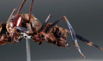 Descubren en México seis 'hongos zombis', uno bautizado en honor a Guillermo del Toro