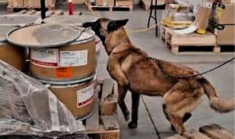 Perro de la Marina detecta dos cargamentos de droga en el AICM