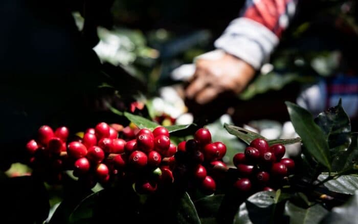 Estados Unidos concentra casi siete de cada diez exportaciones mexicanas de café