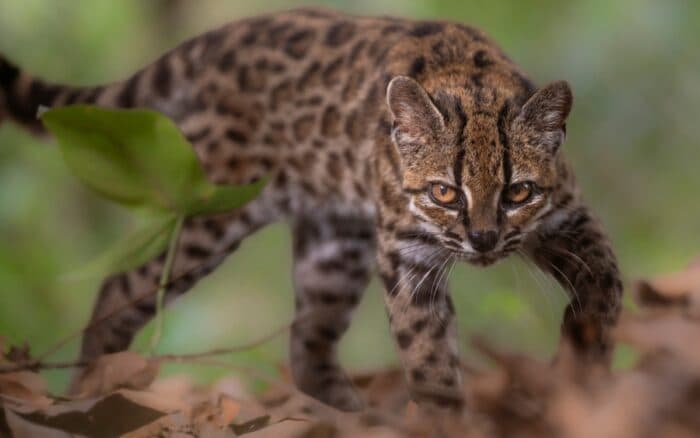 Descubren nueva especie de gato en Bolivia; la primera en más de 100 años