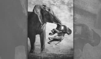 Elefanta con su cría muerta protagonizan el Wildlife Photographer of the Year 2026