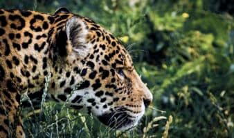 Poblaciones de vida silvestre monitoreadas caen 73% a nivel global; en AL descenso es de 95%: WWF